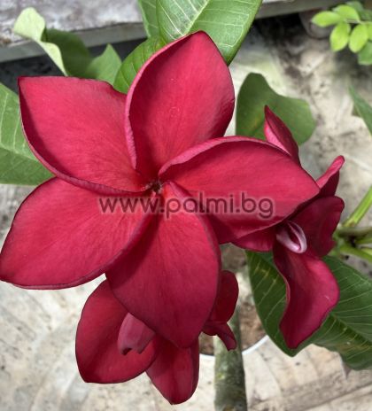 Frangipani  Pink Jack