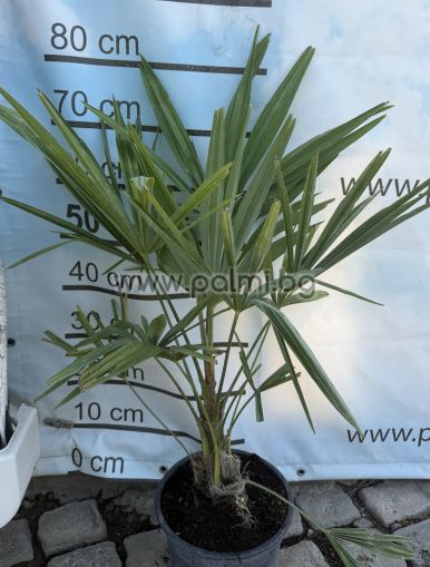 Die legendäre Trachycarpus "Bulgaria"