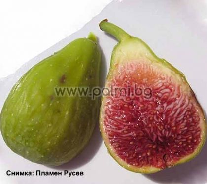 Ficus carica Dalmatie, Feigensorte Dalmatie von Botanischem Garten - Plovdiv, Bulgarien