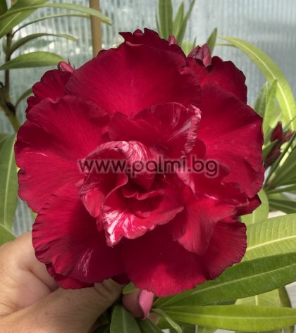 Nerium oleander  Bordo Dupla