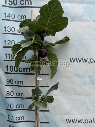 Fig Bursa Black