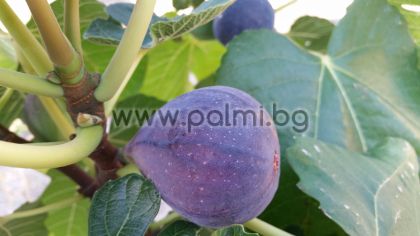 Fig variety Turca (Turkish)