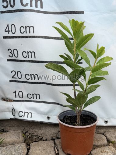 Cherry Laurel, Common Laurel,  'Novita'