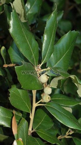 Quercus ilex, Steineiche