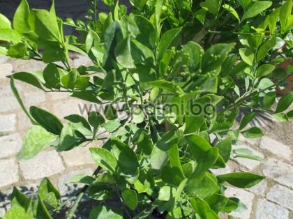 Murraya paniculata, Orange Jessamine, Orange Jasmine from Botanical Garden - Plovdiv nursery