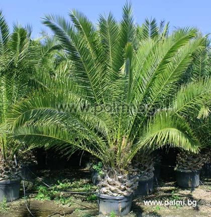 Canary Island Date Palm 280 liters