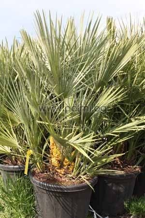 Chamaerops humilis palm, pot 40 cm