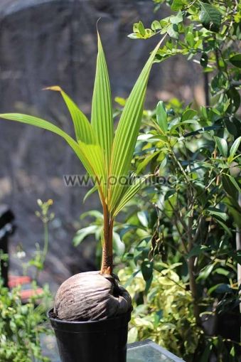 Cocos nucifera "Malayan Dwarf Gold", Golden Dwarf Coconut palm