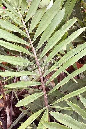 Палма Аренга, Миниатюрна захарна палма