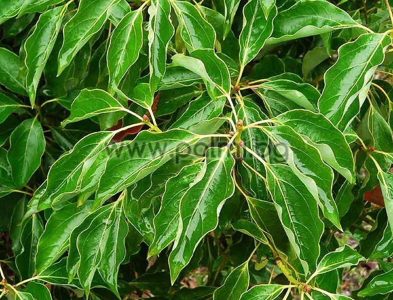 50-500 Samen Cinnamomum camphora Kampferlorbeer Zimtlorbeer Kampferbaum 