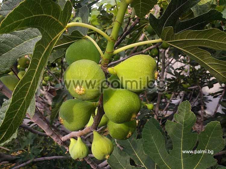 When does a male fig tree set fruit