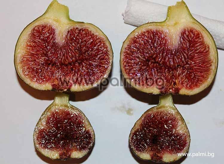 5 Fresh Cuttings Fig Tree Male CapriFig or Capri Fig