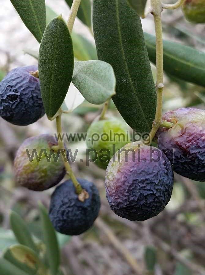 Olea europaea Nikitskiy VI, 3 Samen ausgewhlter russischen winterharten  Olivensorte Nikitskiy VI ( VI) von Botanischem