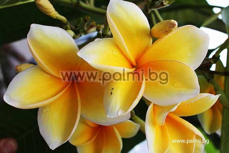 Plumeria/Frangipani/Plants/"Bali_Hai_Gold"/ 50 seeds 