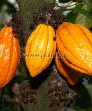 Какао, Шоколадово дърво