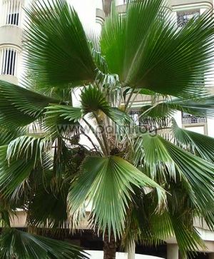 Fiji palm
