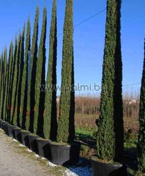 Mediterranean Cypress, Pencil Pine, f. Totem