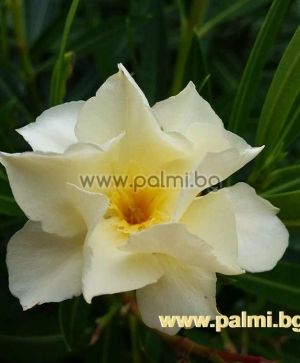 3 Cuttings from Oleander 'Luteum Plenum', Double Yellow, scented