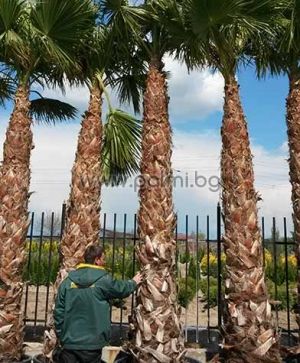 Mexican Fan Palm, Washington palm