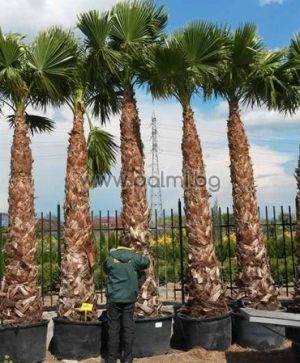 Mexican Fan Palm, Washington palm