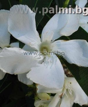 Oleander white, 'Sister Agnes'