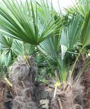 Студоустойчива палма Трахикарпус с 0,3-0,4 м стъбло
