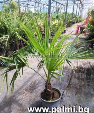 Студоустойчива палма Трахикарпус