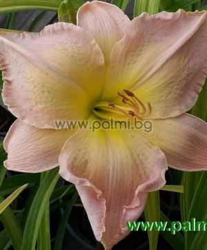Daylily 'Mable Lewis Nelson'