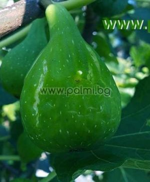Fig variety Magnifica Dry