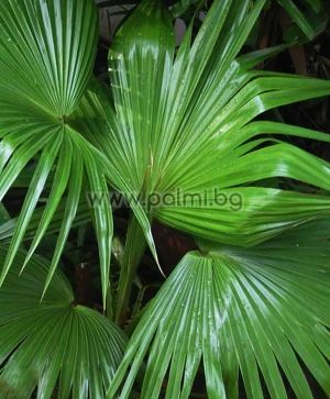 Livistona chinensis, Chinese fan palm, small plant 