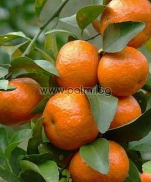 Hybrid Mandarin Cami