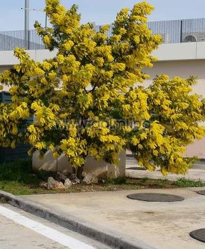 Acacia dealbata, Вечнозелена Сребриста Акация, Синя Мимоза