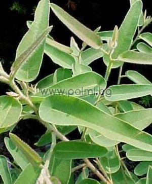 Eucalyptus citriodora, Лимонов Евкалипт