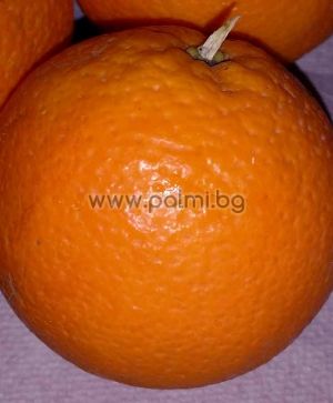 Citrus sinensis Taroco Scirè V.C.R, Orange from Botanical Garden - Plovdiv, Bulgaria