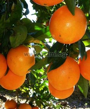 Citrus sinensis 'Newhall V.C.R.', Портокал сорт Нюхол от Палм Център, Ботаническа градина - Пловдив