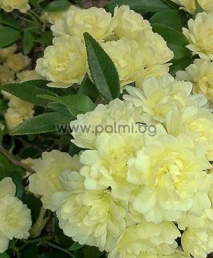 Rosa banksiae Lutea, Yellow Lady Banks Rose