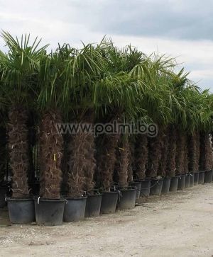 Студоустойчива палма Трахикарпус с около 1.4-1,5 м стъбло