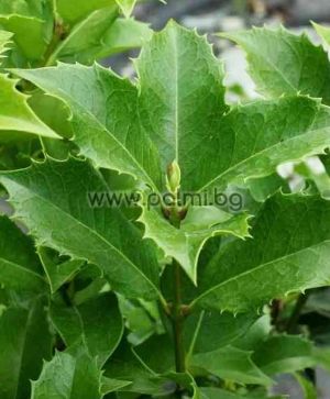 Osmanthus aquifolium, Османтус, 