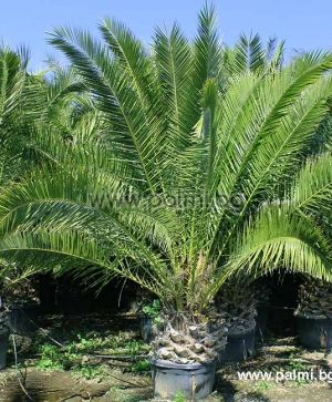 Phoenix canariensis, 10 fresh seeds of Canary Island Date Palm from Botanical Garden - Plovdiv nursery