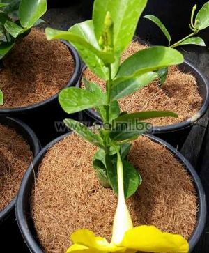Yellow Mandevilla