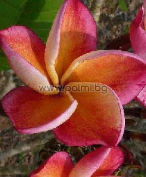 Plumeria rubra cv. Captivate, Плумерия сорт Каптивейт, Франджипани