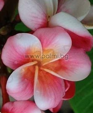 Plumeria rubra cv. Divine, Плумерия, Франджипани