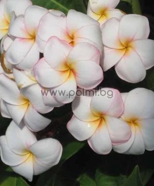 Plumeria rubra cv. Mini White, Плумерия сорт Мини Уайт, Франджипани