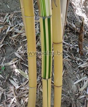 Phyllostachys vivax 'Aureocaulis', Giant golden Vivax bamboo