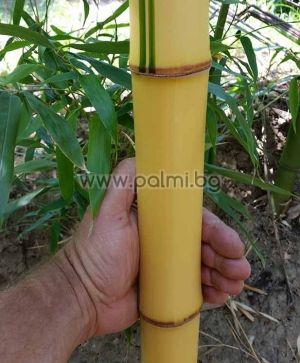 Phyllostachys vivax 'Aureocaulis', Giant golden Vivax bamboo