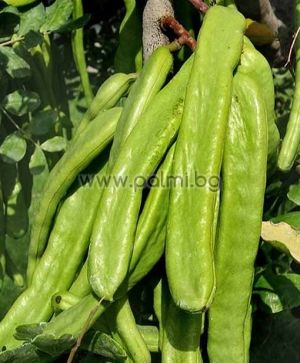 Carob tree, St John's-bread, Locust bean