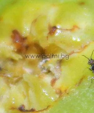 Ficus carica male Brunswick, Мъжка Смокиня Брънсуик (опрашител) от разсадника Палм Център - Пловдив