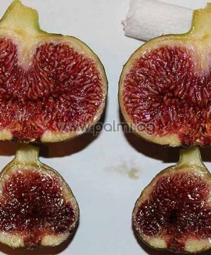 Ficus carica male Brunswick, Мъжка Смокиня Брънсуик (опрашител) от разсадника Палм Център - Пловдив