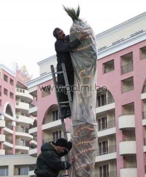 For winter heating of palm trees