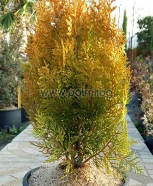 Dwarf Golden Oriental Arborvitae